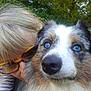 Sweety participe au concours pour gagner de l'argent avec cette photo : dog, blue_eyes, fluffy, close_up, person, glasses, outdoor, greenery, nature, portrait, nose, face, companion, animal, pet, furry, head, human, affection, stripes