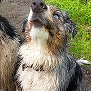 Sweety participe au concours pour gagner de l'argent avec cette photo : dog, wet, muddy, blue_eyes, fur, outdoor, grass, path, animal, pet, nature, closeup, collar, canine, mud, dirty, looking_up, ears, snout, wet_fur