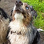 dog, wet, muddy, blue_eyes, fur, outdoor, grass, path, animal, pet, nature, closeup, collar, canine, mud, dirty, looking_up, ears, snout, wet_fur