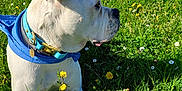 Loka participe au concours pour gagner de l'argent avec cette photo : dog, white_dog, blue_collar, blue_bandana, grass, wildflowers, yellow_flowers, daisies, sunny, outdoor, meadow, nature, animal, pet, canine, relaxed, side_profile, greenery, spring, daytime