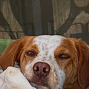 Benson is registered to the contest to win money with this photo: dog, resting, cushion, white, brown, face, outdoor, woven_chair, window, shadow, relaxed, pet, portrait, close_up, nose, ears, furniture, calm, domestic_animal, home