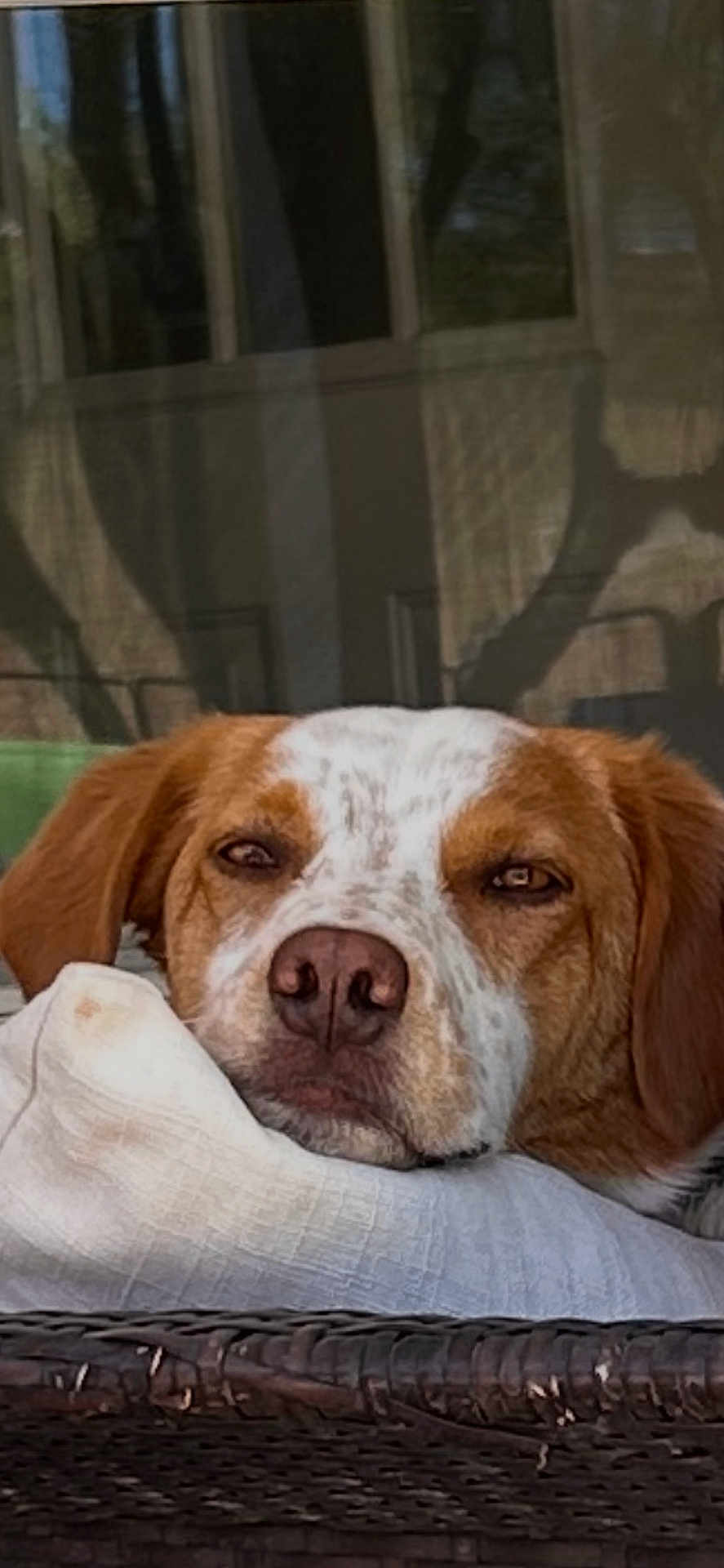 Benson is registered to the contest to win money with this photo: dog, resting, cushion, white, brown, face, outdoor, woven_chair, window, shadow, relaxed, pet, portrait, close_up, nose, ears, furniture, calm, domestic_animal, home