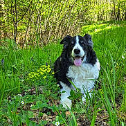 Puppy participe au concours pour gagner de l'argent avec cette photo : dog, border_collie, grass, forest, greenery, flowers, sunlight, nature, outdoor, animal, pet, happy, tongue_out, canine, leaves, pathway, summer, park, wildlife, daylight