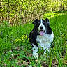 dog, border_collie, grass, forest, greenery, flowers, sunlight, nature, outdoor, animal, pet, happy, tongue_out, canine, leaves, pathway, summer, park, wildlife, daylight