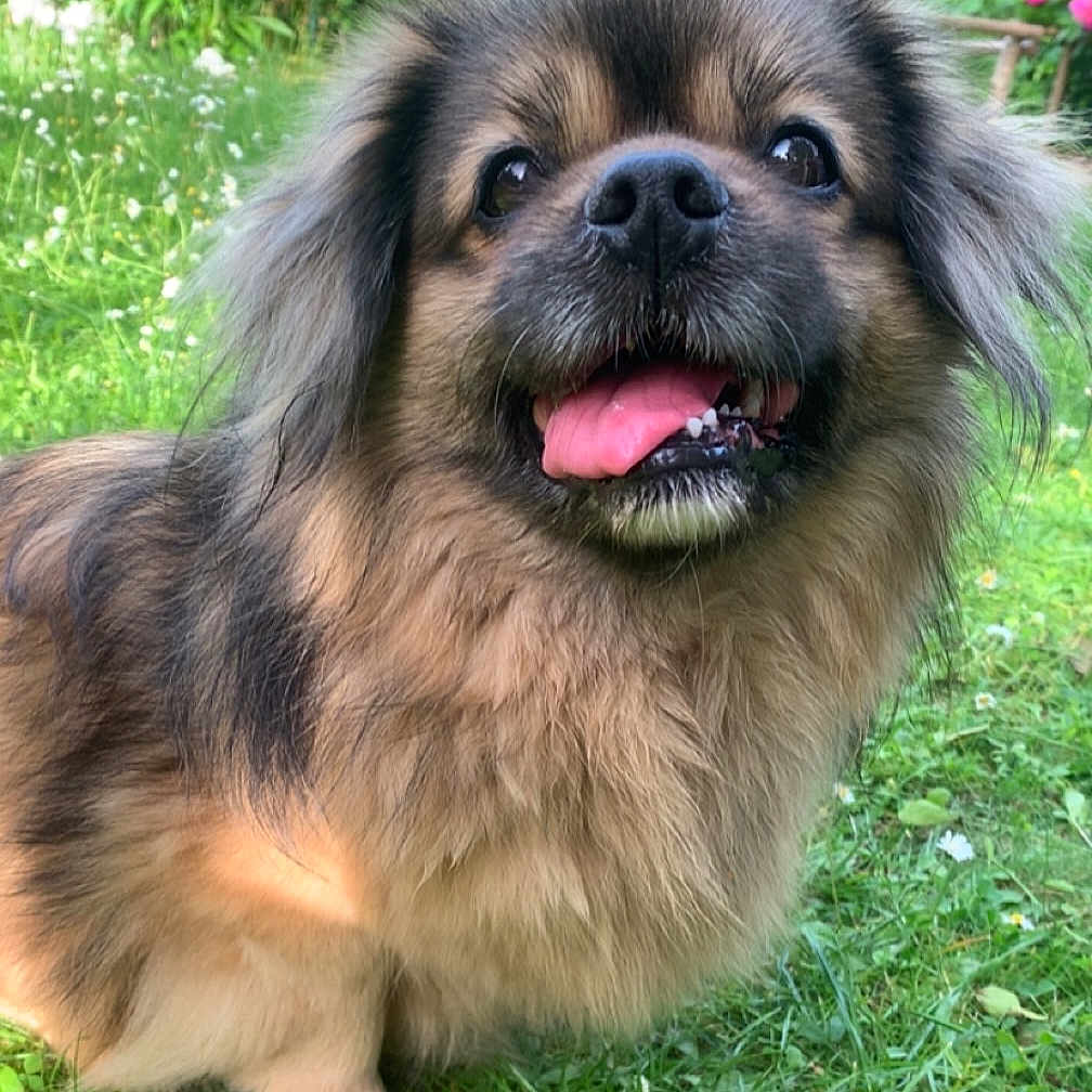 Jaazz participe au concours pour gagner de l'argent avec cette photo : animal, canine, cute, dog, flowers, fluffy, friendly, fur, garden, grass, greenery, happy, nature, outdoor, pet, playful, portrait, smiling, summer, tongue_out