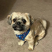 Duke is registered to the contest to win money with this photo: dog, small_dog, fluffy, harness, blue_harness, bone_pattern, pet, indoor, carpet, beige_carpet, cute, attentive, sitting, animal, companion, fur, paw, tail, looking_up, domestic_animal