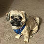 dog, small_dog, fluffy, harness, blue_harness, bone_pattern, pet, indoor, carpet, beige_carpet, cute, attentive, sitting, animal, companion, fur, paw, tail, looking_up, domestic_animal