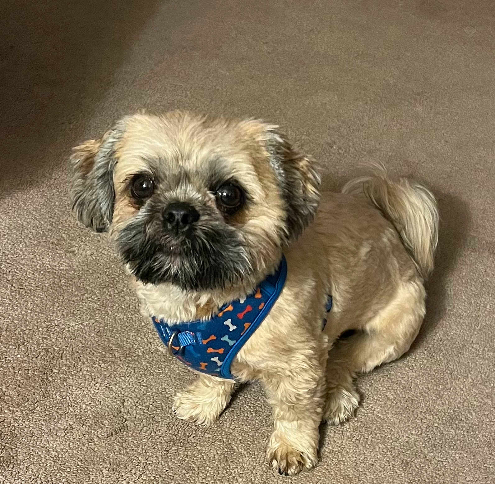 Duke is registered to the contest to win money with this photo: dog, small_dog, fluffy, harness, blue_harness, bone_pattern, pet, indoor, carpet, beige_carpet, cute, attentive, sitting, animal, companion, fur, paw, tail, looking_up, domestic_animal