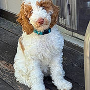 Gigi joined the competition — help win amazing prizes! puppy, dog, curly_fur, brown_and_white, collar, sitting, wooden_floor, porch, door, mesh_screen, pet, cute, young_dog, animal, domestic, outdoor, fur, canine, adorable, companion