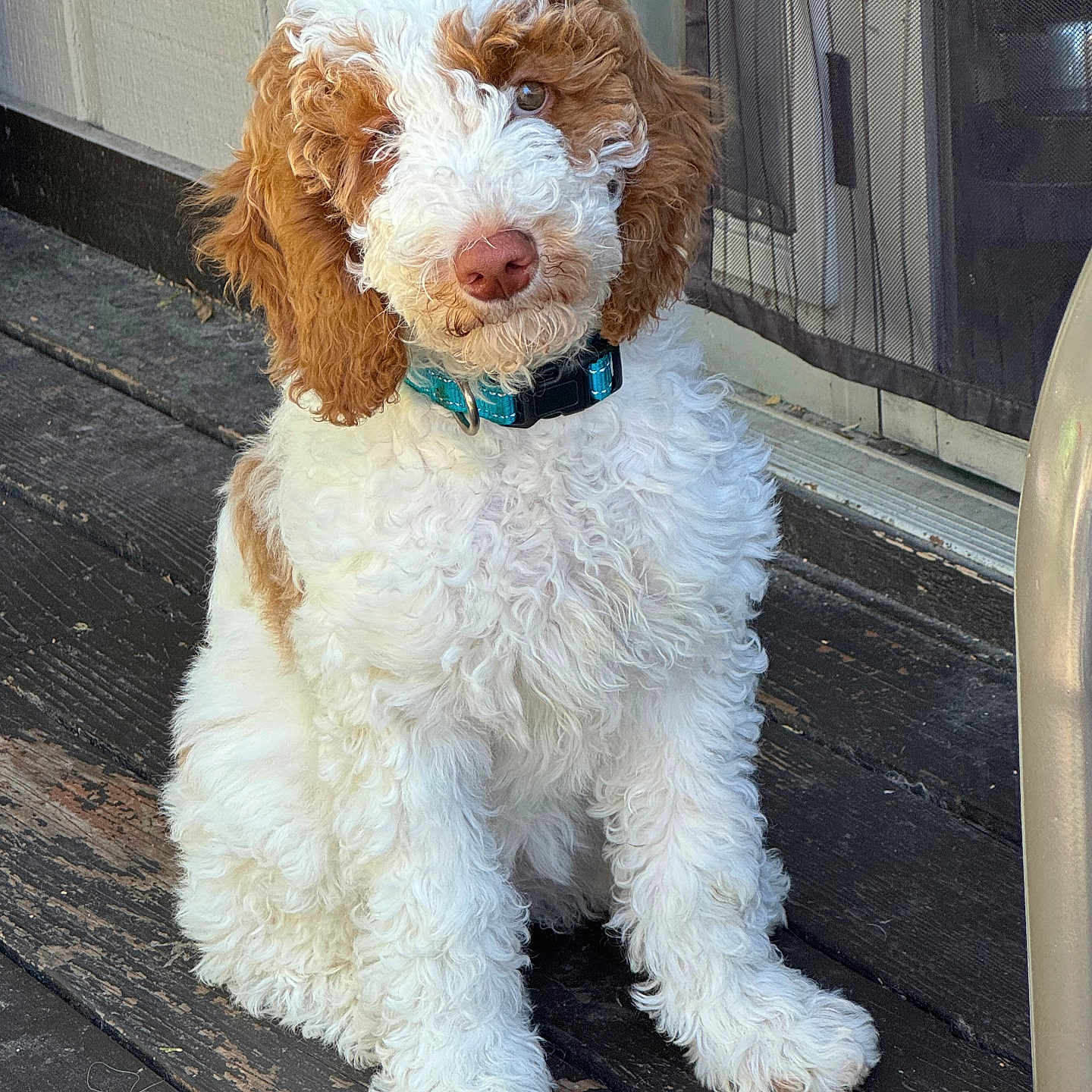 Gigi