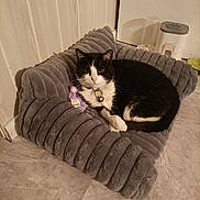 Max participe au concours pour gagner de l'argent avec cette photo : animal, cat, collar, corner, cozy, domestic, feline, floor, gray, household, indoor, pet, pet_bed, plush, relaxed, resting, tile_floor, toy, tuxedo_cat, wall