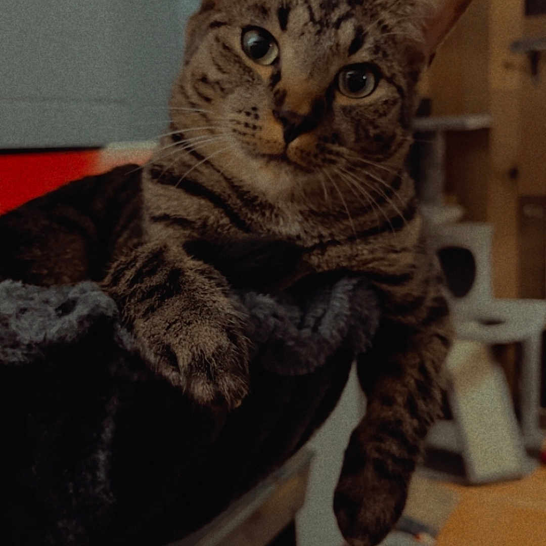 Jack is registered to the contest to win money with this photo: cat, tabby, feline, pet, animal, portrait, close_up, striped_fur, whiskers, ears, eyes, paws, sitting, lounging, indoor, home, chair, blanket, food_bowl, playful