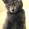 Paloma participe au concours pour gagner de l'argent avec cette photo : abyssinian, angora, animal, blackcat, cat, egyptiancat, gray, kitten, manx, pet, snout