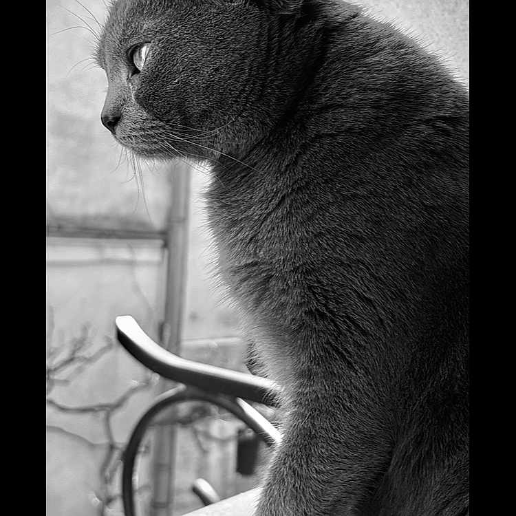 Paloma a rejoint le concours — aidez-le/la à gagner de superbes lots ! abyssinian, angora, animal, bicycle, blackcat, brick, cat, kitten, machine, manx, pet, siamese, spoke, transportation, vehicle, window