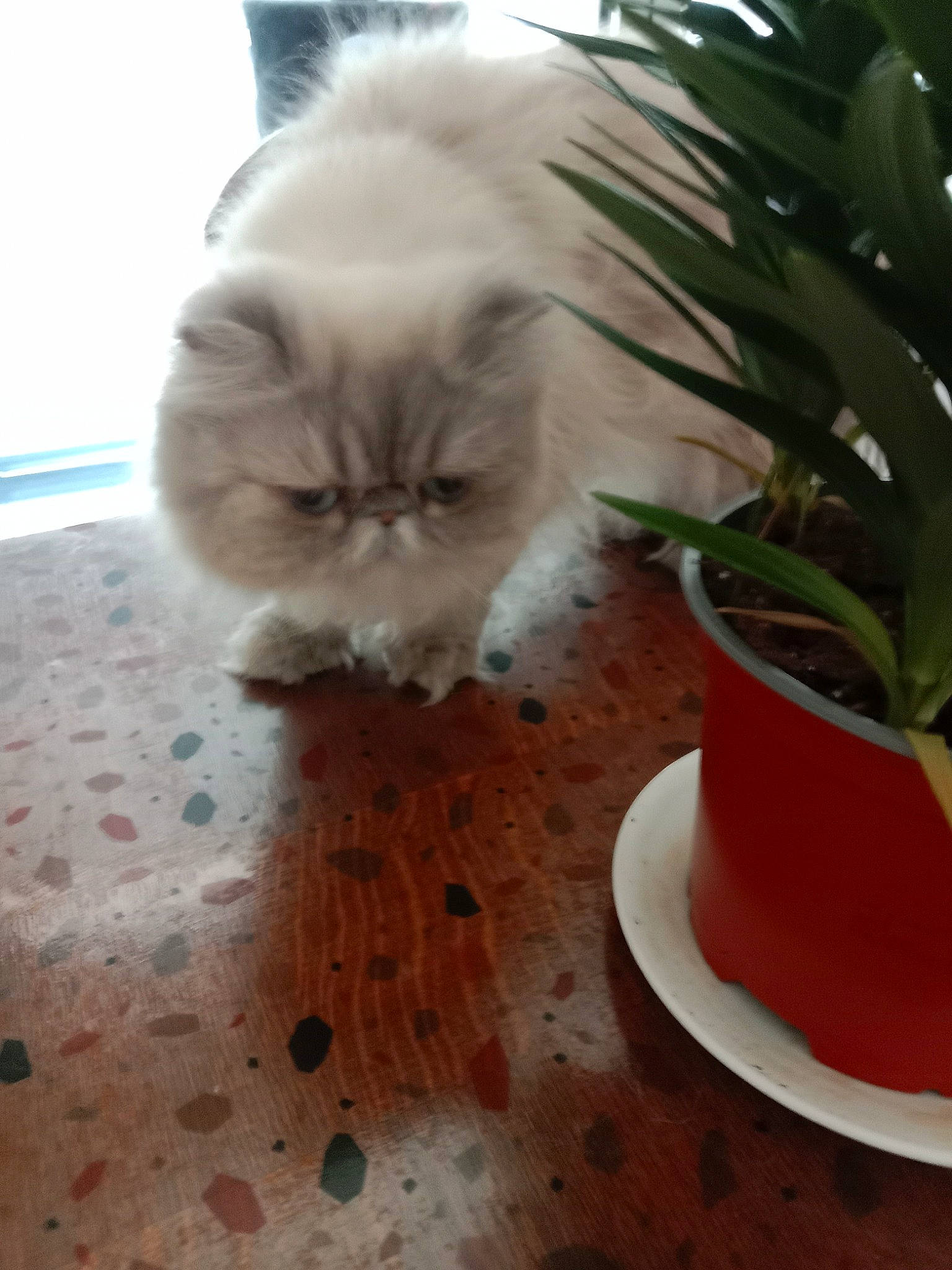 Shippie participe au concours pour gagner de l'argent avec cette photo : carnivore, cat, companion_dog, dishware, fawn, felidae, flooring, flowerpot, fur, grass, hardwood, houseplant, plant, serveware, small_to_medium_sized_cats, snout, tableware, tail, whiskers, wood