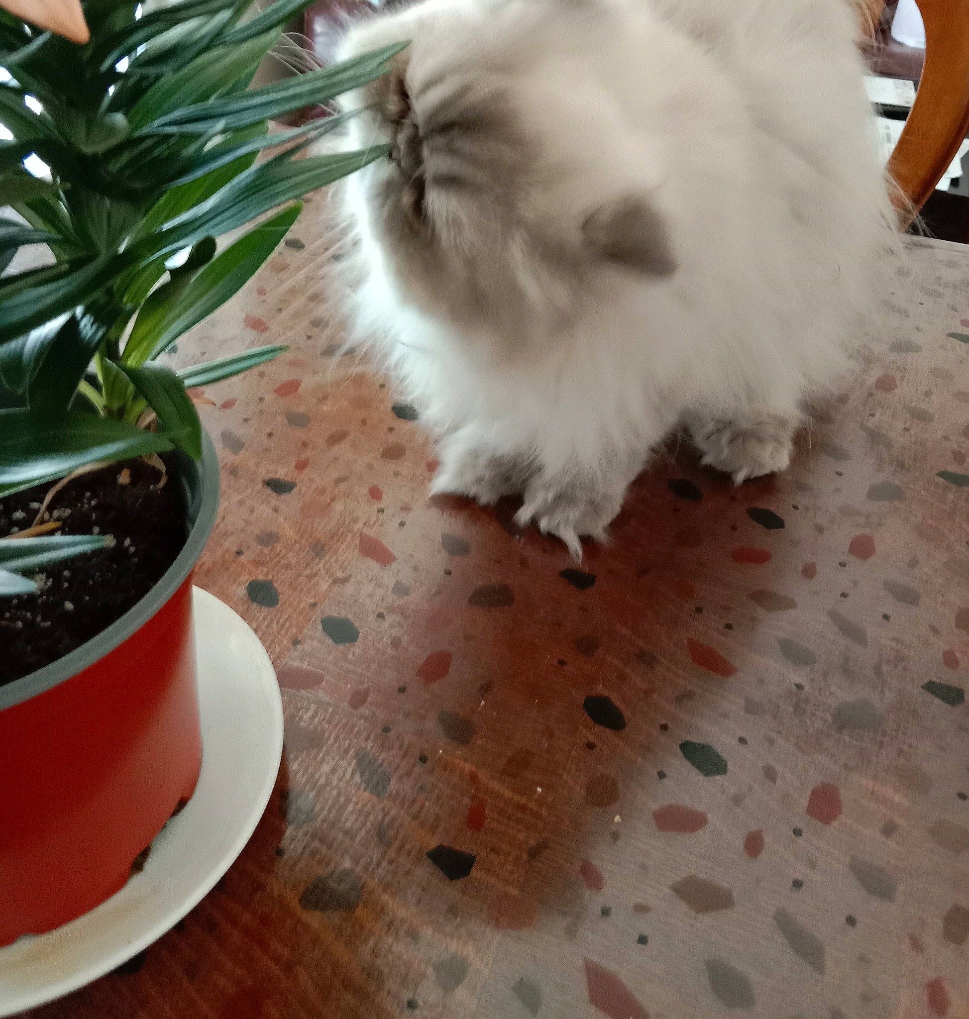 Shippie participe au concours pour gagner de l'argent avec cette photo : carnivore, cat, companion_dog, cup, dog_breed, fawn, felidae, flooring, flowerpot, fur, hardwood, houseplant, plant, serveware, shorts, small_to_medium_sized_cats, tail, toy_dog, whiskers, wood