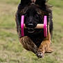 action, active, animal, black, brown, dog, ears, fetch, focus, fur, grass, jumping, midair, outdoor, pet, pink, playful, running, toy, wooden