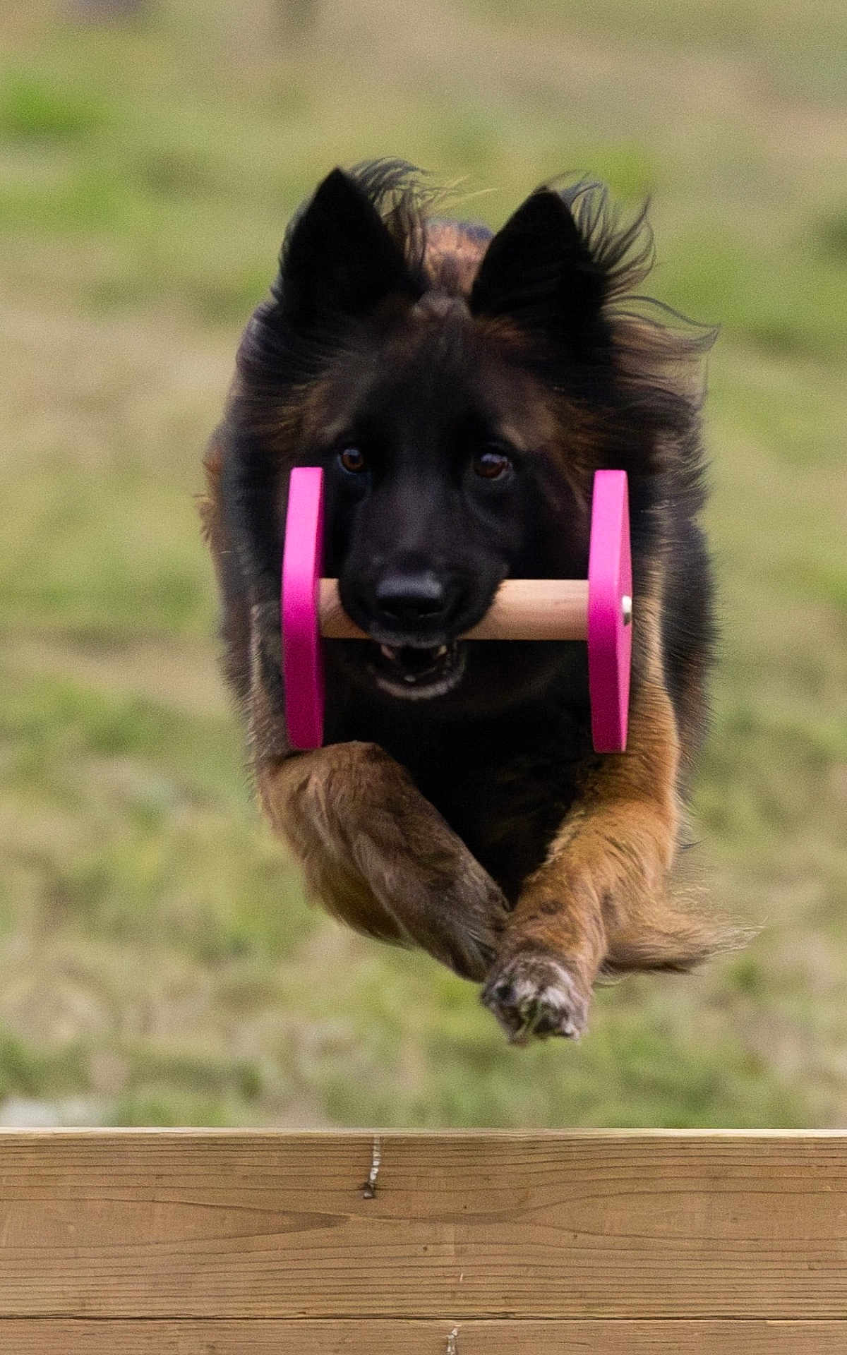 Phiona participe au concours pour gagner de l'argent avec cette photo : action, active, animal, black, brown, dog, ears, fetch, focus, fur, grass, jumping, midair, outdoor, pet, pink, playful, running, toy, wooden