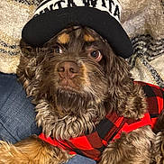 Hershey is registered to the contest to win money with this photo: dog, brown_dog, fluffy, beanie, hat, red_jacket, checkered_jacket, blanket, denim, pet, cute, cozy, indoors, fur, canine, portrait, closeup, resting, warm_clothing, fashion