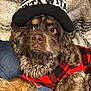 dog, brown_dog, fluffy, beanie, hat, red_jacket, checkered_jacket, blanket, denim, pet, cute, cozy, indoors, fur, canine, portrait, closeup, resting, warm_clothing, fashion