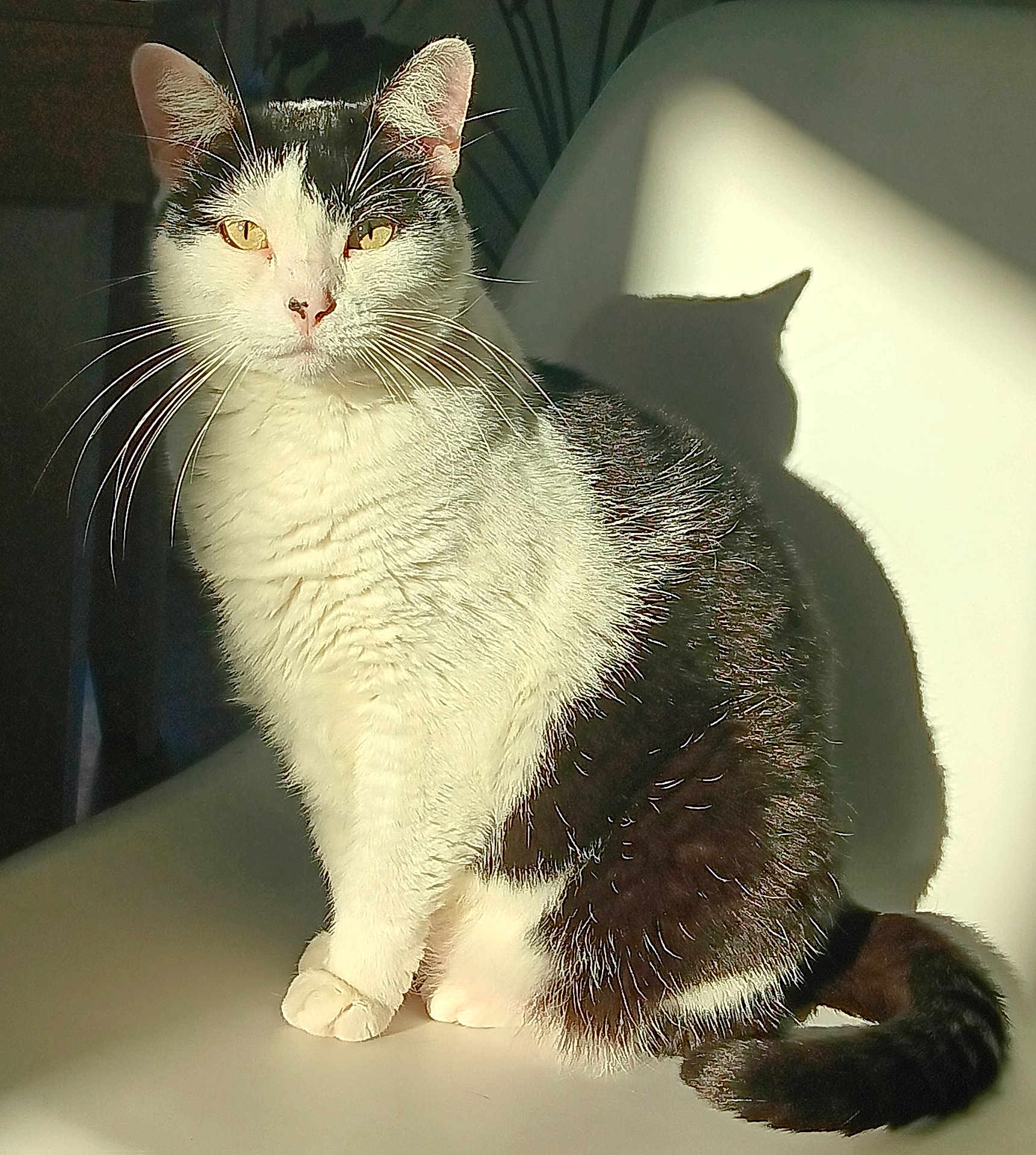 Câline