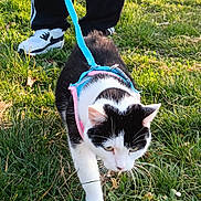 Câline a rejoint le concours — aidez-le/la à gagner de superbes lots ! cat, black_and_white, harness, leash, grass, outdoor, walking, person, sneakers, pants, pet, animal, nature, sunlight, greenery, field, closeup, fur, whiskers, daytime
