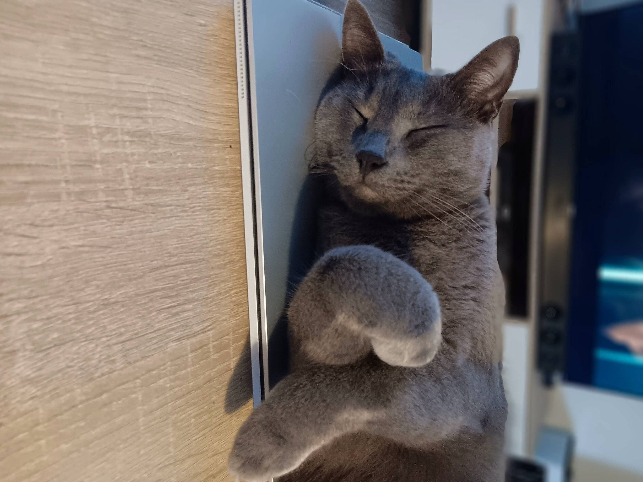 Luffy a rejoint le concours — aidez-le/la à gagner de superbes lots ! carnivore, cat, cat_supply, claw, domestic_short_haired_cat, felidae, fur, grey, hardwood, mammal, pet_supply, russian_blue, small_to_medium_sized_cats, snout, tail, terrestrial_animal, vertebrate, whiskers, window, wood