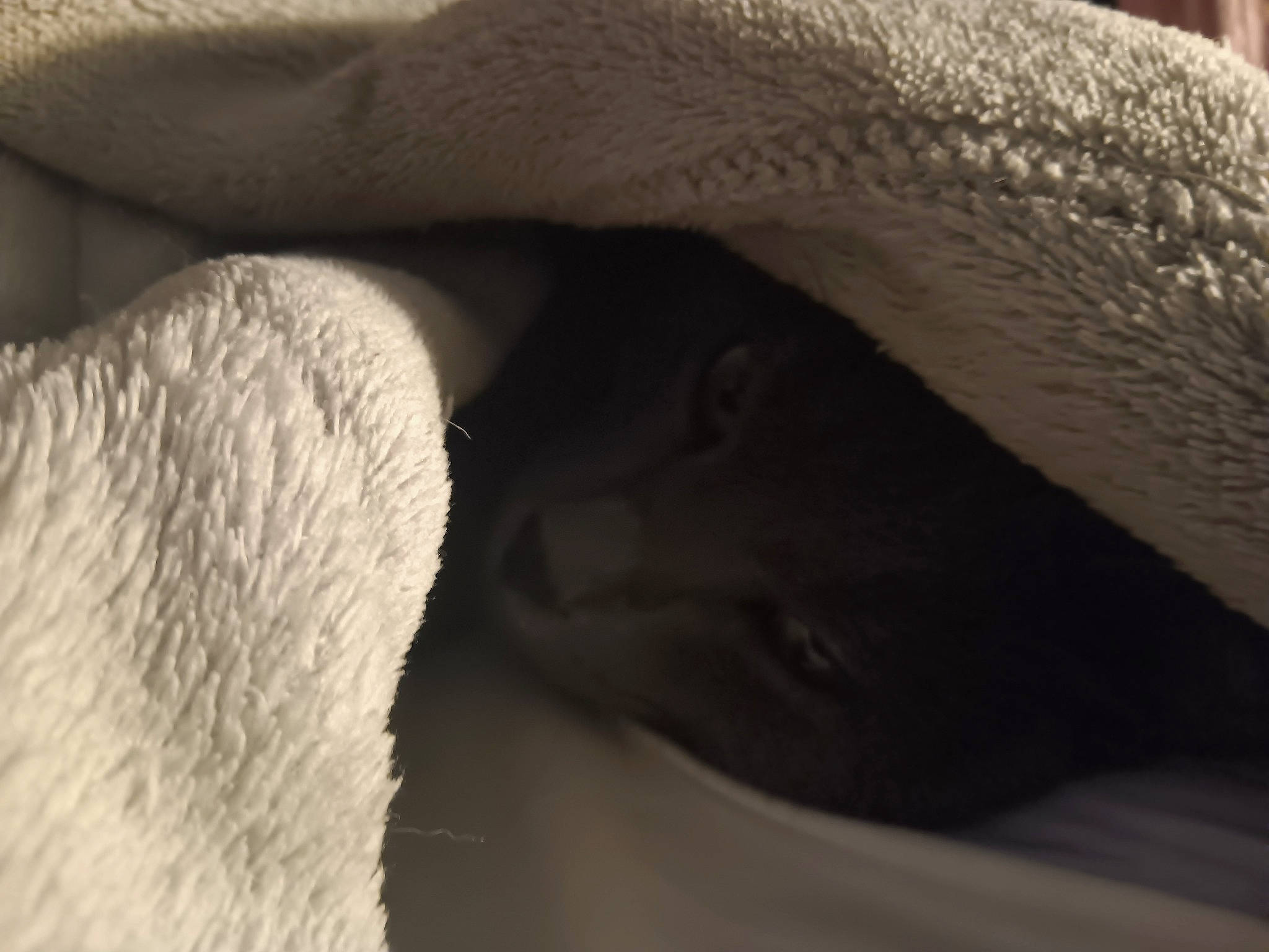 Luffy participe au concours pour gagner de l'argent avec cette photo : carnivore, comfort, elbow, eyebrow, eyelash, fawn, felidae, finger, gesture, grey, hand, human_body, jaw, mammal, neck, nose, skin, snout, vertebrate, whiskers