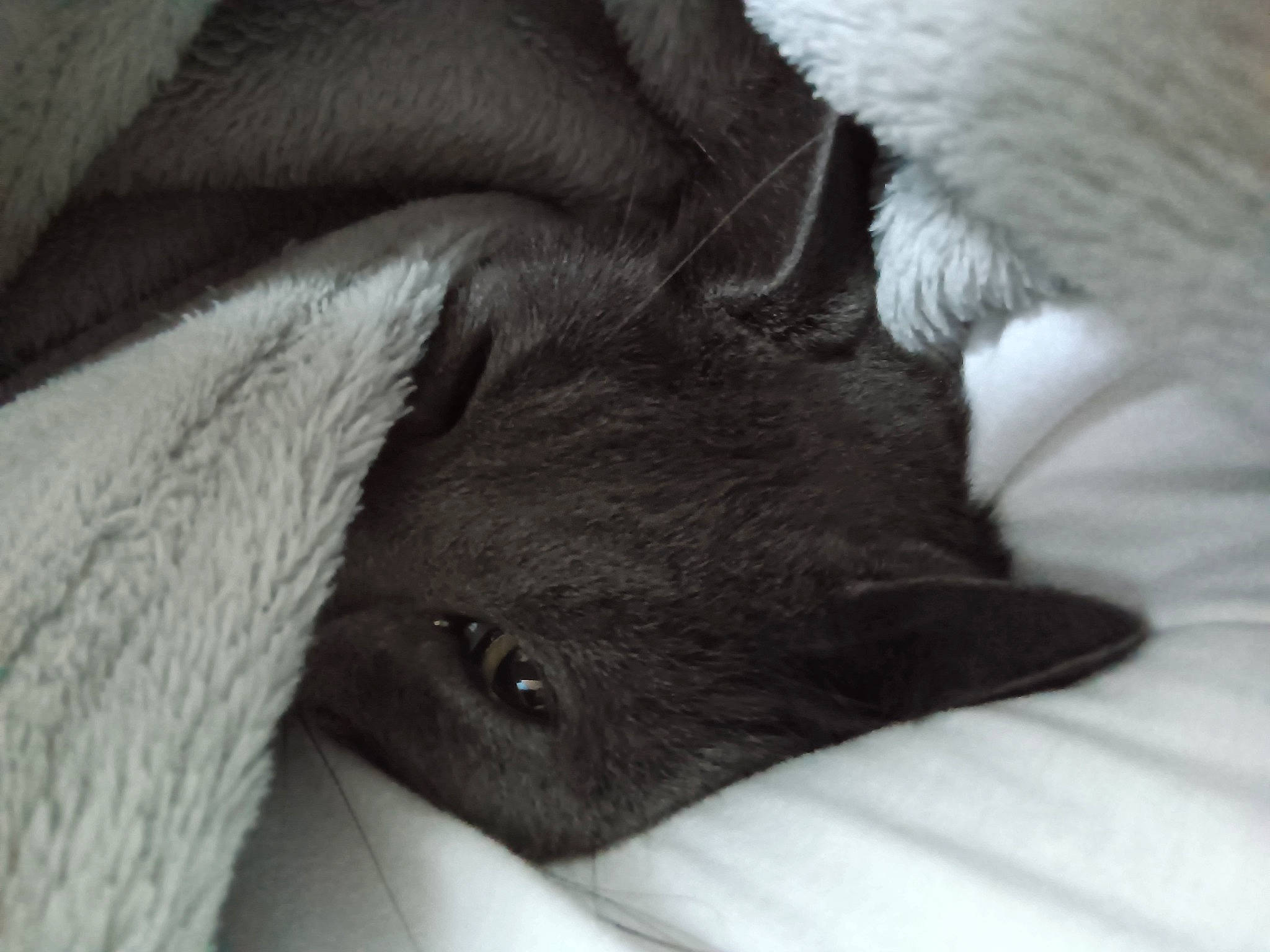 Luffy a rejoint le concours — aidez-le/la à gagner de superbes lots ! carnivore, claw, comfort, companion_dog, dog, dog_breed, ear, fawn, felidae, fur, grey, liver, non_sporting_group, small_to_medium_sized_cats, snout, sporting_group, terrestrial_animal, whiskers, working_animal, wrinkle