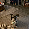 dog, bandana, indoor, living_room, rug, shoe, furniture, television, photograph, floor, cabinet, decoration, home, pet, wood_floor, cozy, sitting, small_dog, attention, casual