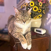 Roxy is registered to the contest to win money with this photo: alarm_clock, blurred_background, bokeh, cat, closed_eyes, cozy, ears, feline, flowers, fur, indoor, paws, pet, portrait, relaxed, sunflowers, tabby_cat, vase, whiskers, wooden_table