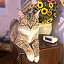 alarm_clock, blurred_background, bokeh, cat, closed_eyes, cozy, ears, feline, flowers, fur, indoor, paws, pet, portrait, relaxed, sunflowers, tabby_cat, vase, whiskers, wooden_table