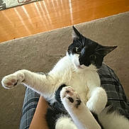 Navi joined the competition — help win amazing prizes! cat, black_and_white, pet, indoor, carpet, wooden_floor, floral_rug, paw, playful, curious, person, lap, feline, animal, cute, relaxed, whiskers, fur, holding, domestic