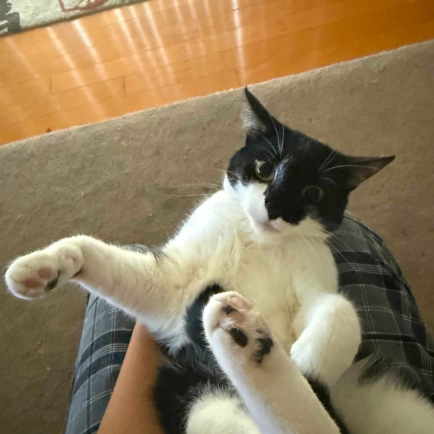 Navi joined the competition — help win amazing prizes! cat, black_and_white, pet, indoor, carpet, wooden_floor, floral_rug, paw, playful, curious, person, lap, feline, animal, cute, relaxed, whiskers, fur, holding, domestic