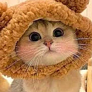 Hoodie is registered to the contest to win money with this photo: cat, animal, pet, cute, fluffy, whiskers, wide_eyes, hood, costume, furry, face, close_up, indoor, adorable, soft, mammal, domestic_animal, portrait, cozy, warm