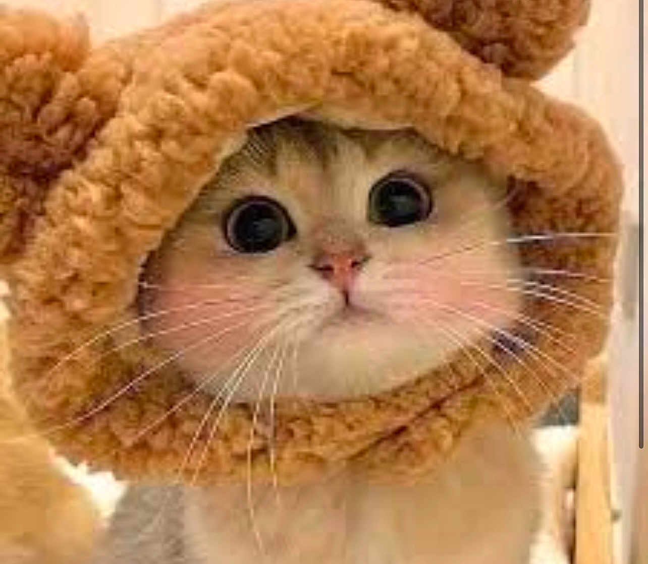 Hoodie is registered to the contest to win money with this photo: cat, animal, pet, cute, fluffy, whiskers, wide_eyes, hood, costume, furry, face, close_up, indoor, adorable, soft, mammal, domestic_animal, portrait, cozy, warm