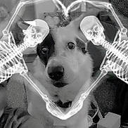 Jimmy joined the competition — help win amazing prizes! animal, black_and_white, box, canine, carpet, collar, companion, curious, cute, digital_art, dog, furry, heart_shape, home, indoors, overlay, pet, portrait, sitting, skeleton_overlay