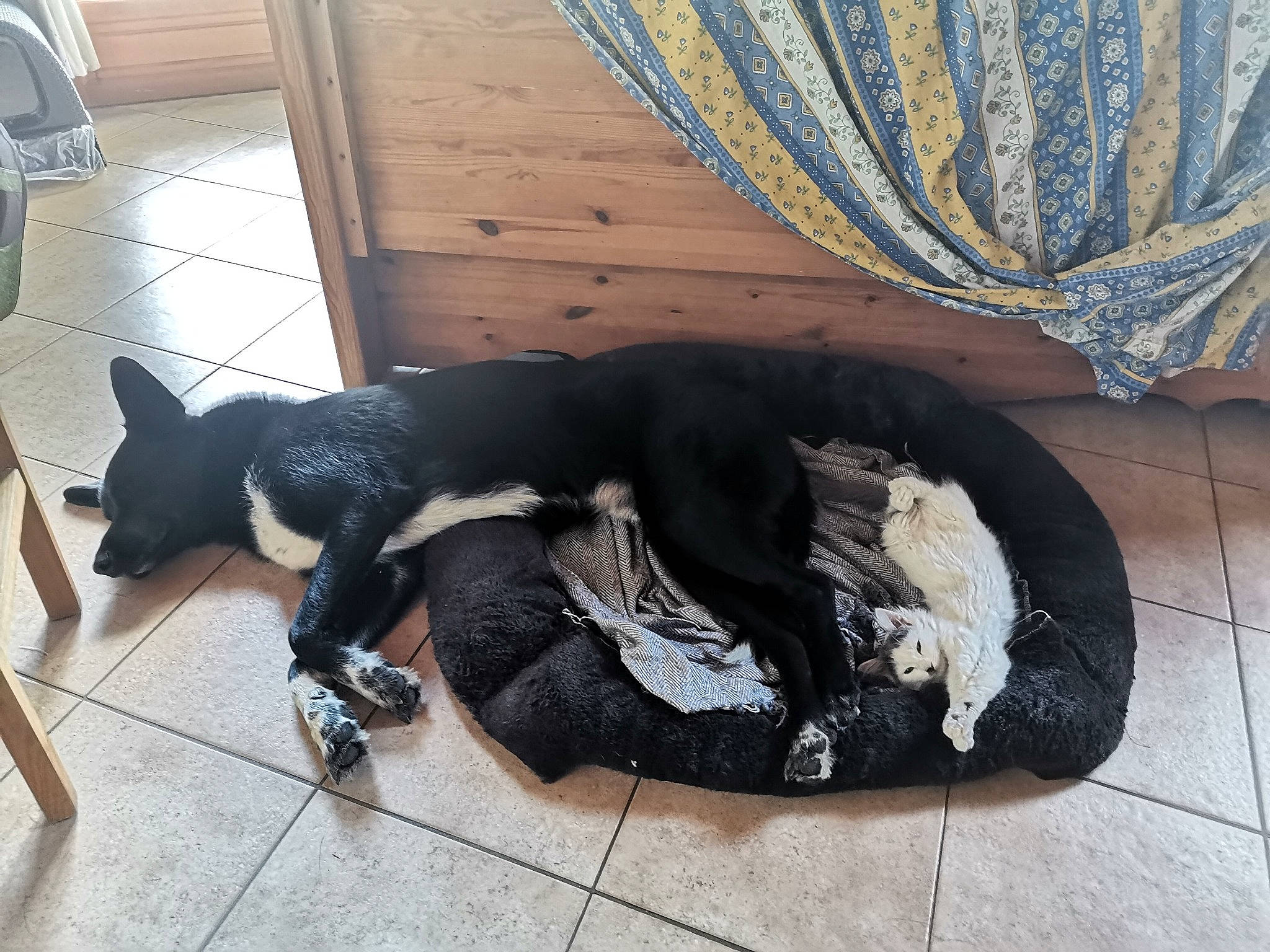 Kyrios participe au concours pour gagner de l'argent avec cette photo : comfort, companion_dog, curtain, dog, dog_breed, fawn, felidae, floor, flooring, foot, fur, hardwood, human_leg, paw, small_to_medium_sized_cats, tail, tints_and_shades, whiskers, window, working_animal