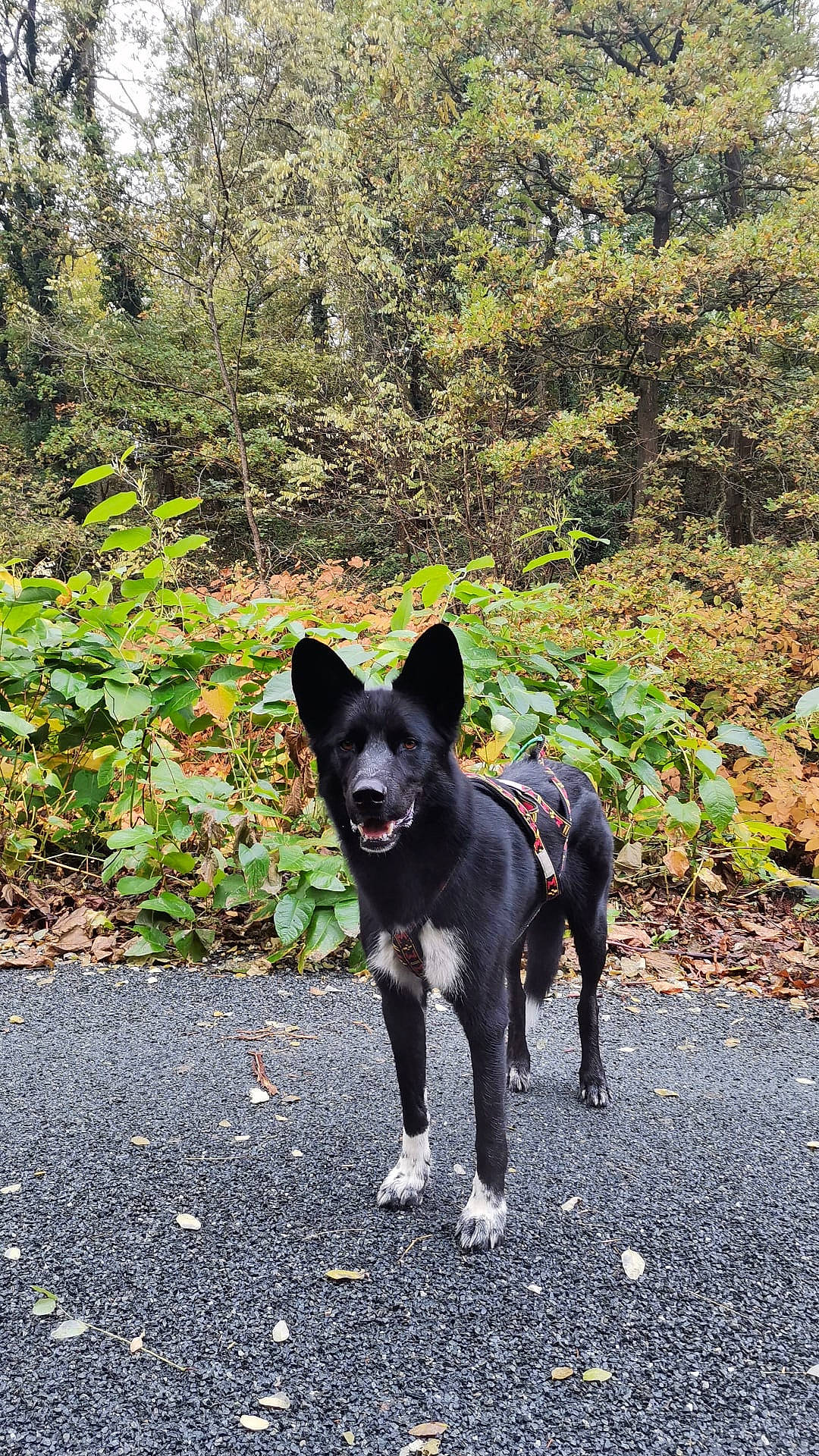 Kyrios participe au concours pour gagner de l'argent avec cette photo : adventure, canidae, carnivore, collar, companion_dog, dog, dog_breed, dog_supply, fawn, grass, hunting_dog, landscape, non_sporting_group, plant, snout, sporting_group, tail, tree, working_animal, working_dog