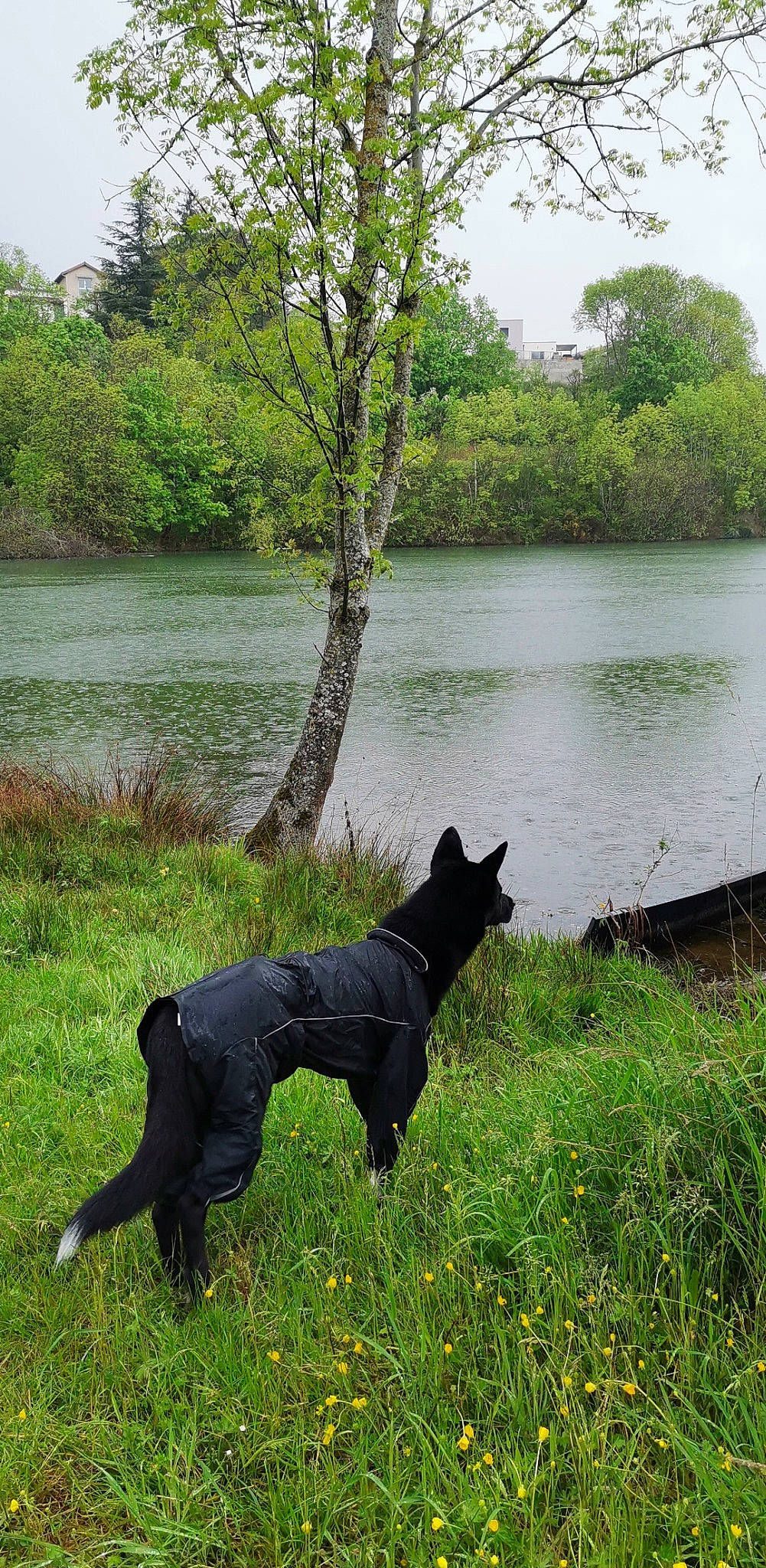 Kyrios participe au concours pour gagner de l'argent avec cette photo : carnivore, companion_dog, dog, dog_breed, grass, lacustrine_plain, lake, lake_district, landscape, natural_landscape, plant, reservoir, sky, sporting_group, tail, terrestrial_animal, tree, water, wildlife, working_animal