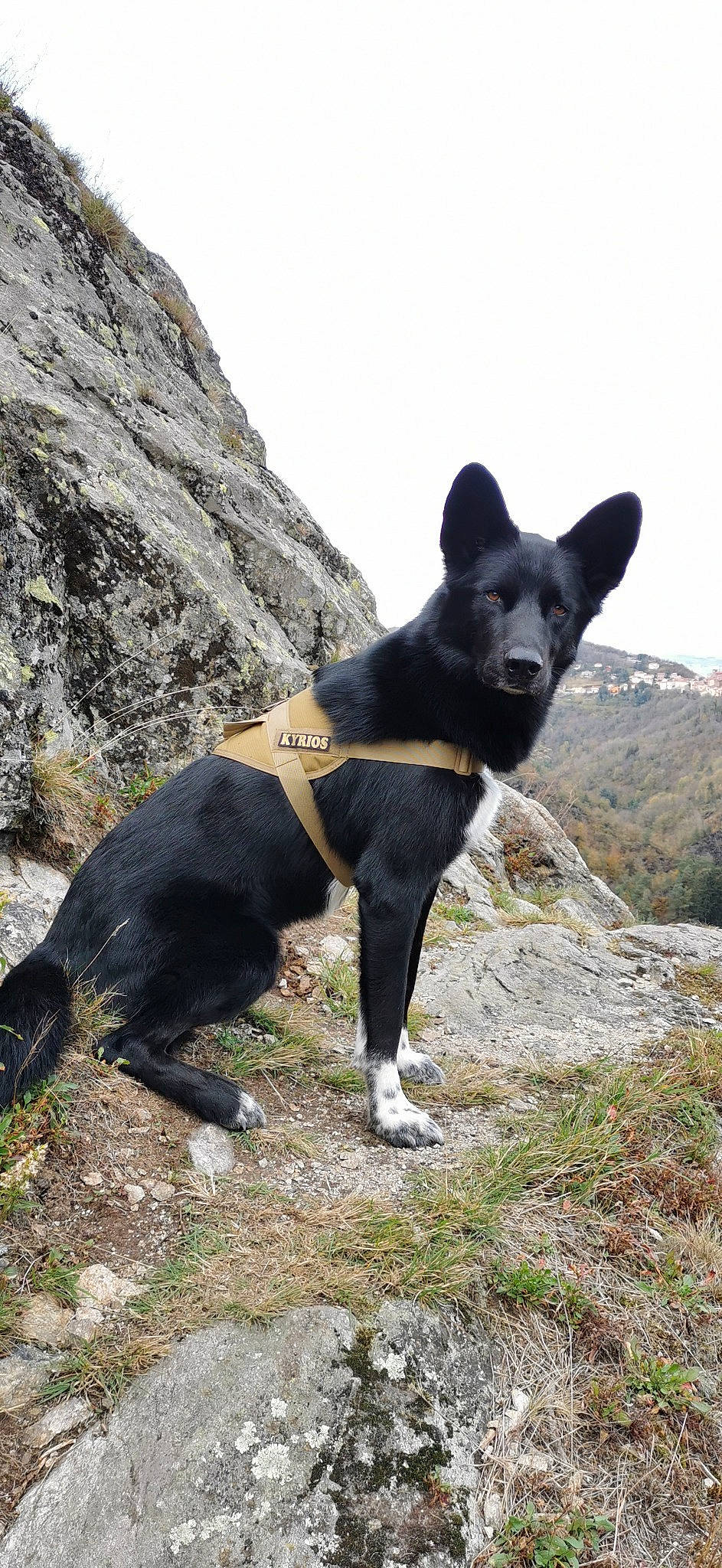 Kyrios participe au concours pour gagner de l'argent avec cette photo : adventure, bedrock, canidae, canis, carnivore, dog, dog_breed, hunting_dog, mountain, non_sporting_group, outcrop, plant, rock, sky, sporting_group, terrestrial_animal, working_animal, working_dog