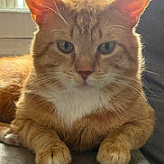 Dior a rejoint le concours — aidez-le/la à gagner de superbes lots ! cat, ginger_cat, tabby, pet, animal, feline, whiskers, paw, close_up, indoor, couch, fur, relaxed, domestic_cat, mammal, cute, face, ears, resting, portrait