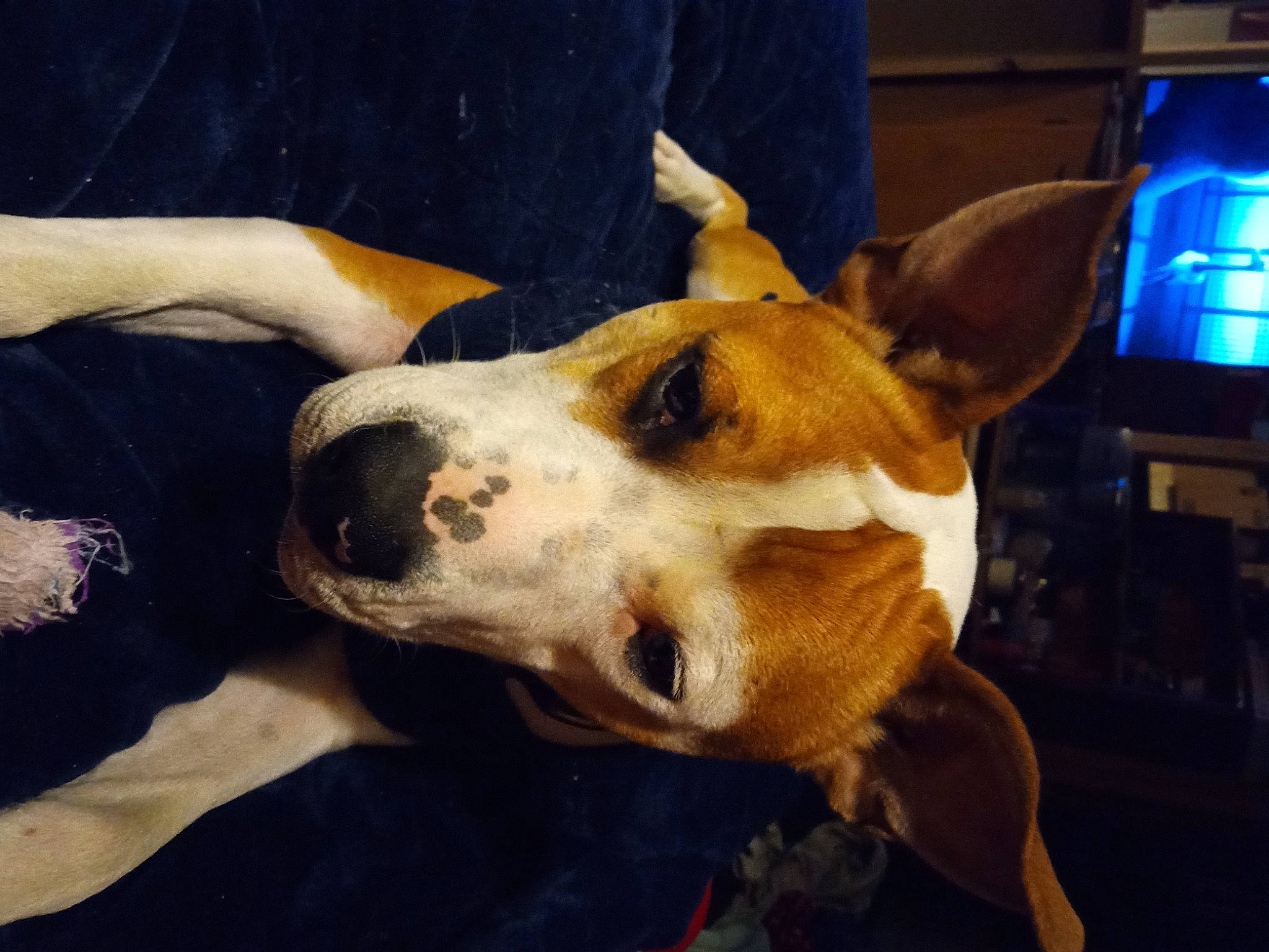 Harley joined the competition — help win amazing prizes! canidae, carnivore, collar, companion_dog, dog, dog_breed, ear, fawn, fur, non_sporting_group, scent_hound, snout, sporting_group, television, whiskers, working_animal