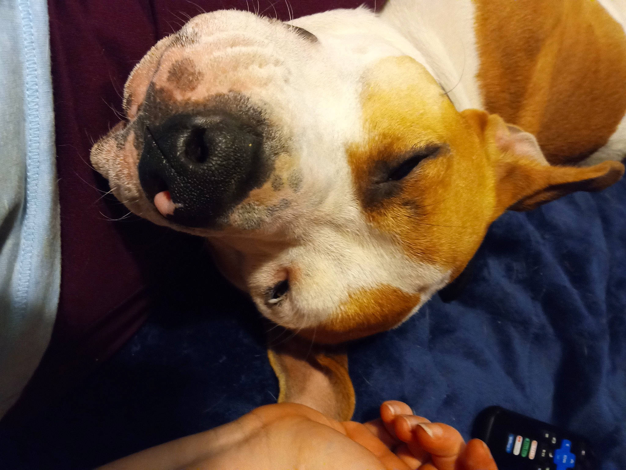 Harley is registered to the contest to win money with this photo: aircraft, canidae, carnivore, comfort, companion_dog, dog, dog_breed, ear, fur, mobile_phone, nap, non_sporting_group, paw, puppy, puppy_love, sporting_group, terrestrial_animal, toy_dog, whiskers, working_animal