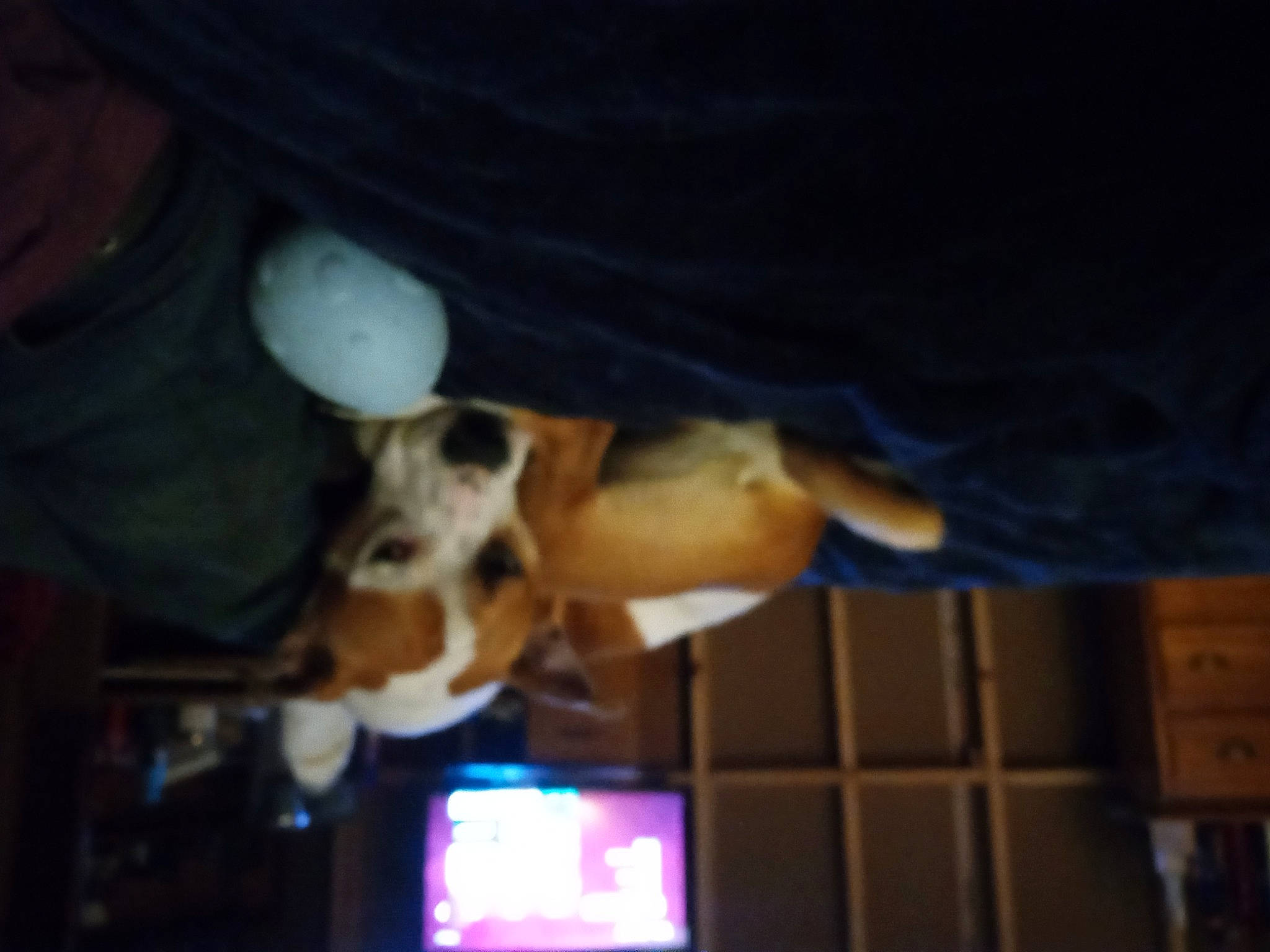 Harley joined the competition — help win amazing prizes! canidae, carnivore, communication_device, companion_dog, display_device, dog, dog_breed, elbow, event, fawn, fun, gesture, human_leg, night, performance, portable_communications_device, sporting_group, thigh, tree, working_animal