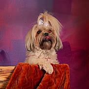 Saya participe au concours pour gagner de l'argent avec cette photo : dog, bow, fluffy, tongue_out, wooden_crate, orange_blanket, portrait, indoor, cute, pet, animal, studio_lighting, purple_background, red_background, fur, small_dog, decorative, posing, adorable, closeup