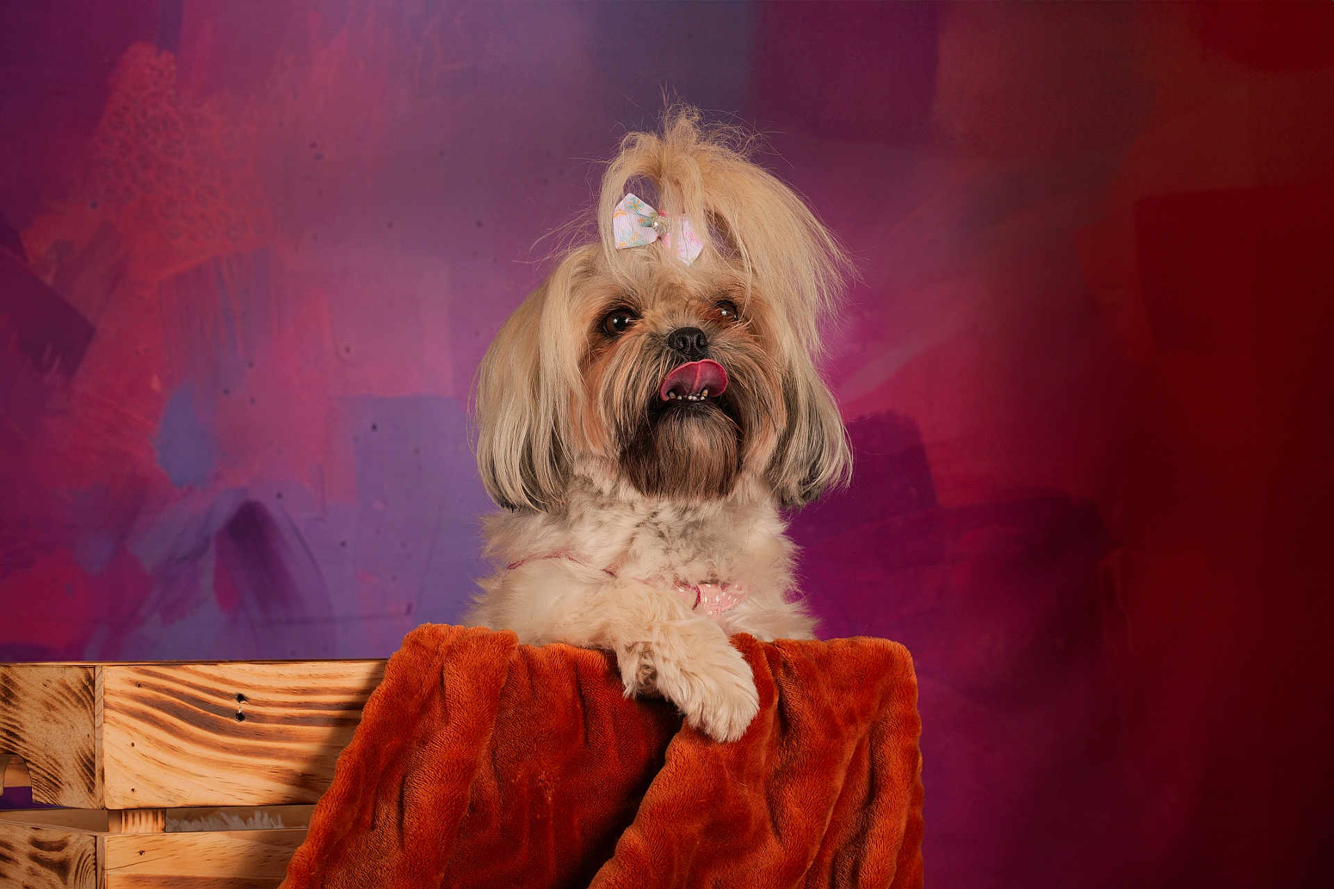 Saya participe au concours pour gagner de l'argent avec cette photo : dog, bow, fluffy, tongue_out, wooden_crate, orange_blanket, portrait, indoor, cute, pet, animal, studio_lighting, purple_background, red_background, fur, small_dog, decorative, posing, adorable, closeup