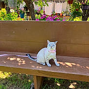 Marshie joined the competition — help win amazing prizes! cat, bench, garden, plants, flowers, pink_collar, blue_eyes, wooden_bench, sunlight, shadow, outdoor, nature, grass, tree, pet, animal, leaf, colorful, flora, feline
