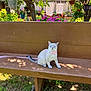 cat, bench, garden, plants, flowers, pink_collar, blue_eyes, wooden_bench, sunlight, shadow, outdoor, nature, grass, tree, pet, animal, leaf, colorful, flora, feline