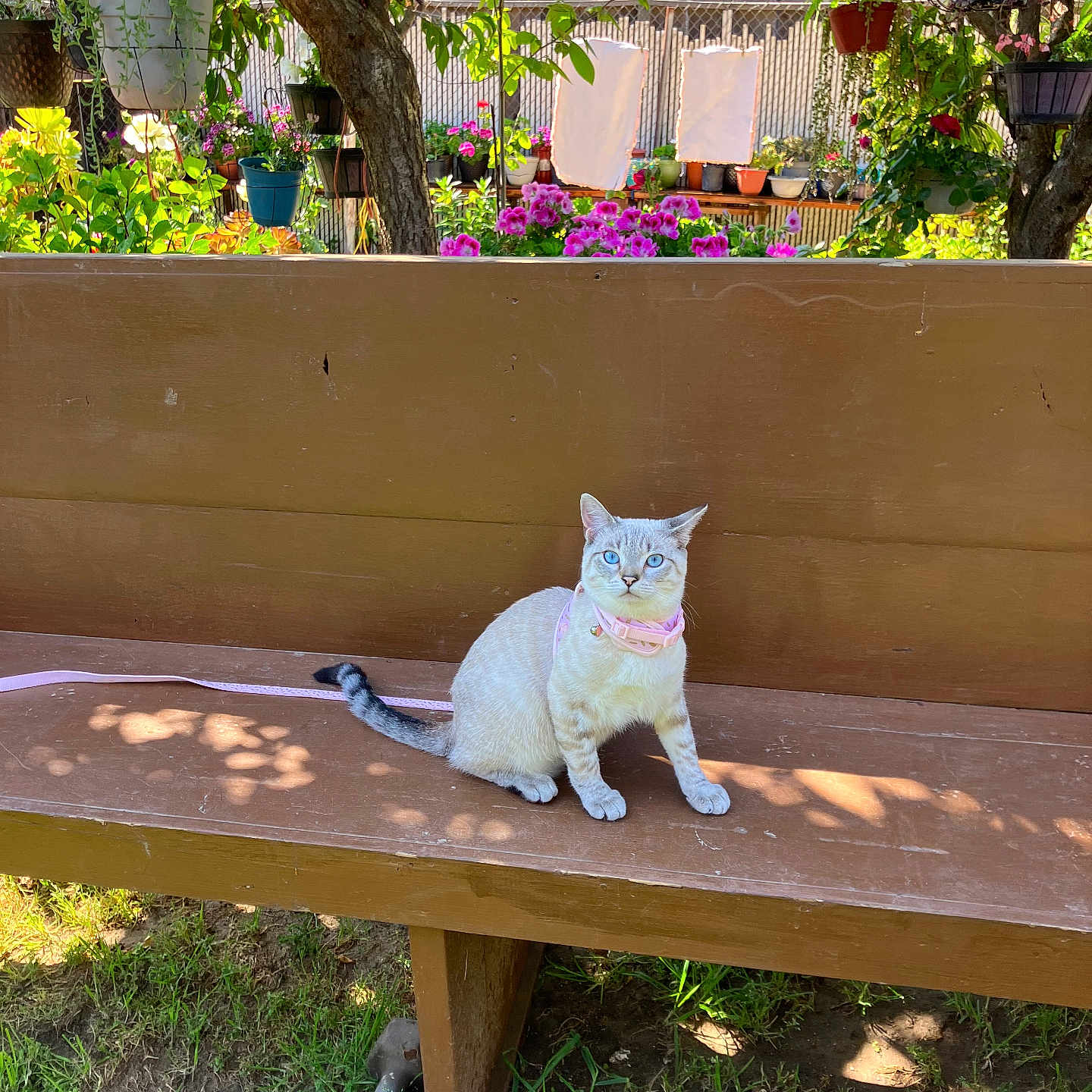 Marshie joined the competition — help win amazing prizes! animal, bench, blue_eyes, cat, colorful, feline, flora, flowers, garden, grass, leaf, nature, outdoor, pet, pink_collar, plants, shadow, sunlight, tree, wooden_bench